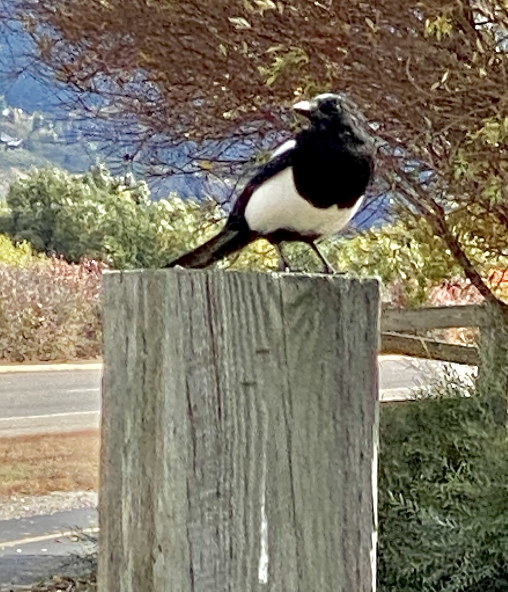 Black-billed Magpie - ML609972177