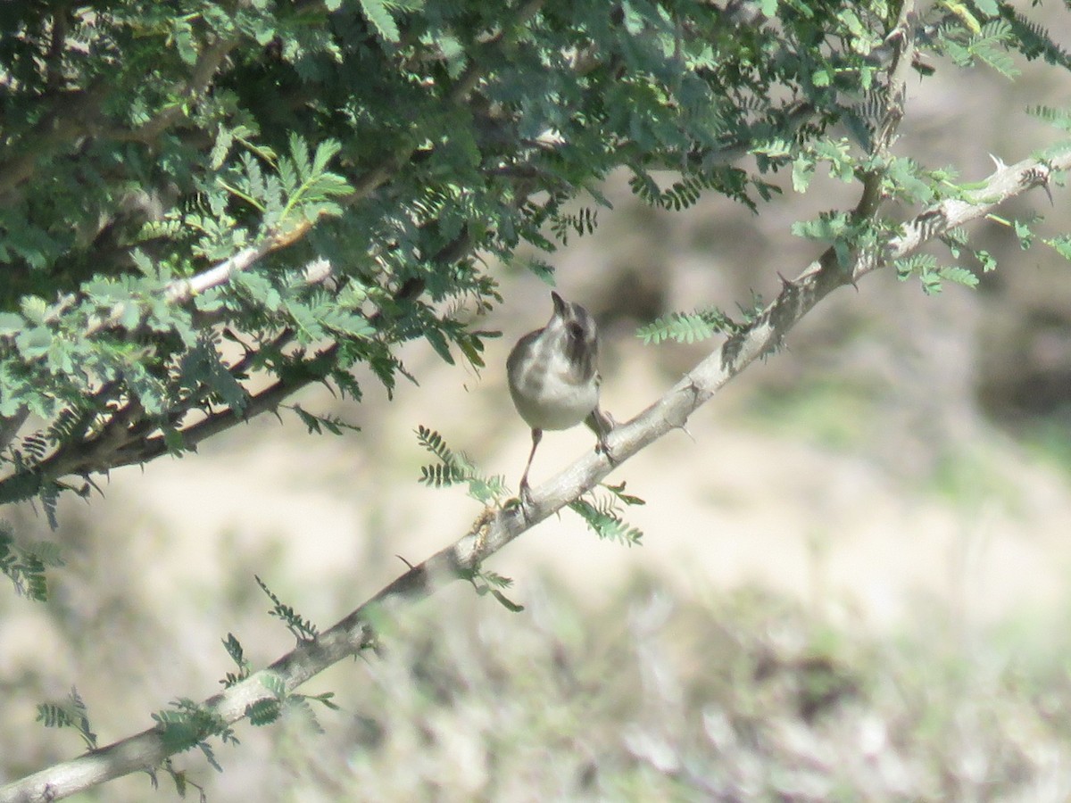 Lesser Whitethroat (Desert) - ML609972203