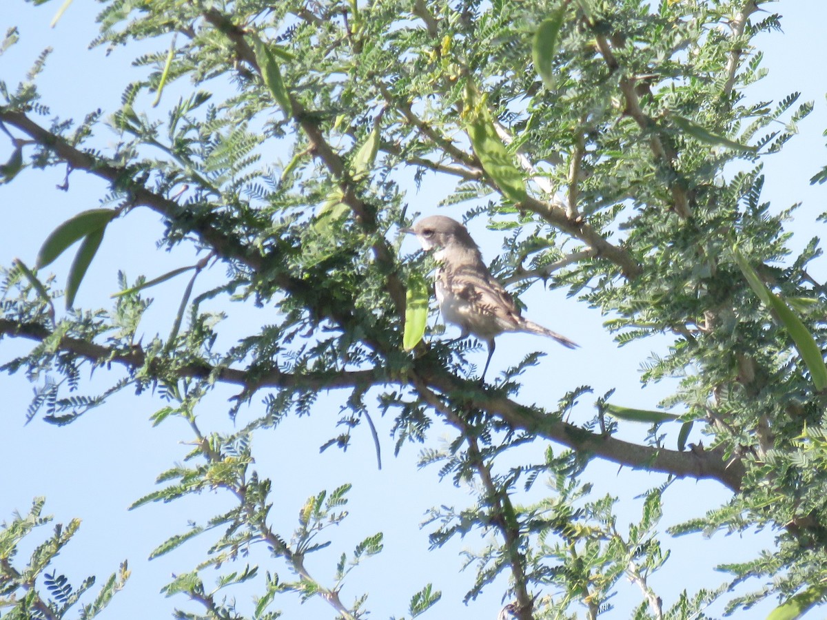 Lesser Whitethroat (Desert) - ML609972204