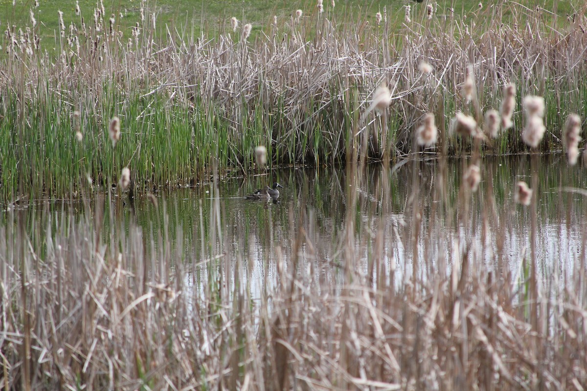 Blue-winged Teal - ML609972231