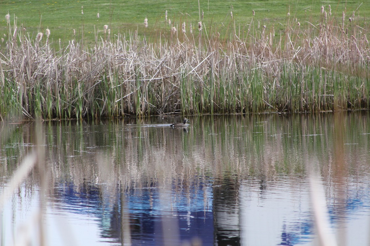 Blue-winged Teal - ML609972233