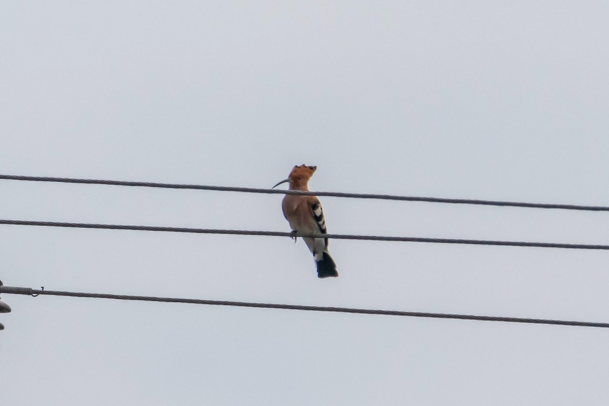 Eurasian Hoopoe - ML609972248