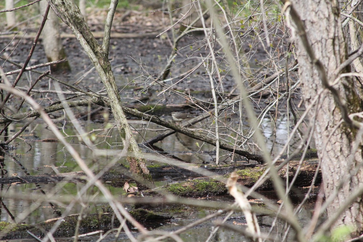 Louisiana Waterthrush - ML609972258