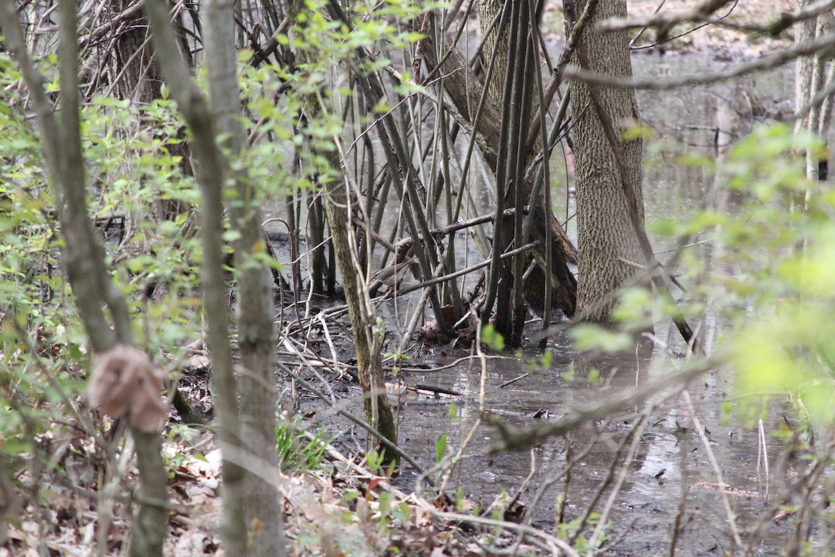 Louisiana Waterthrush - ML609972259