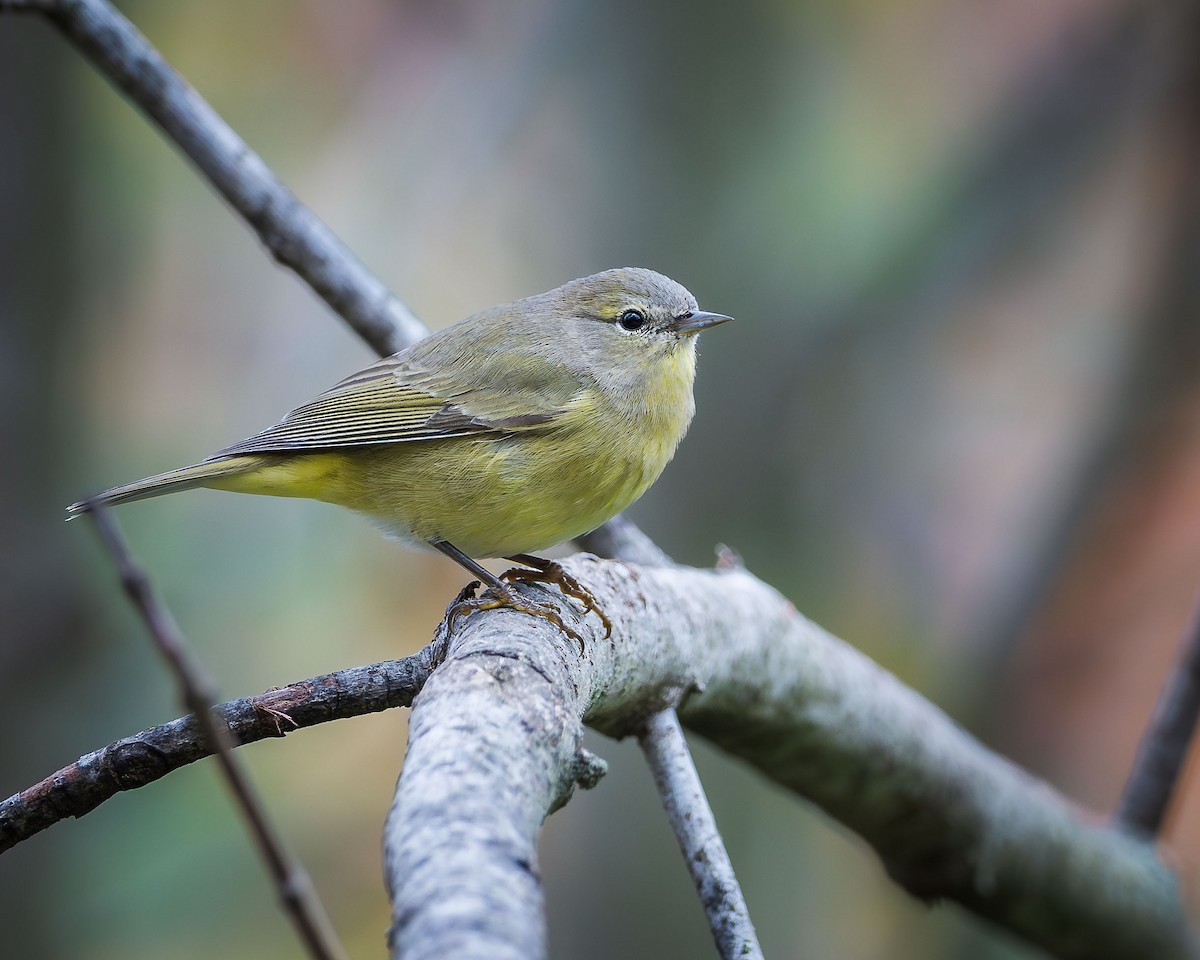 Orange-crowned Warbler - Ryan Shean