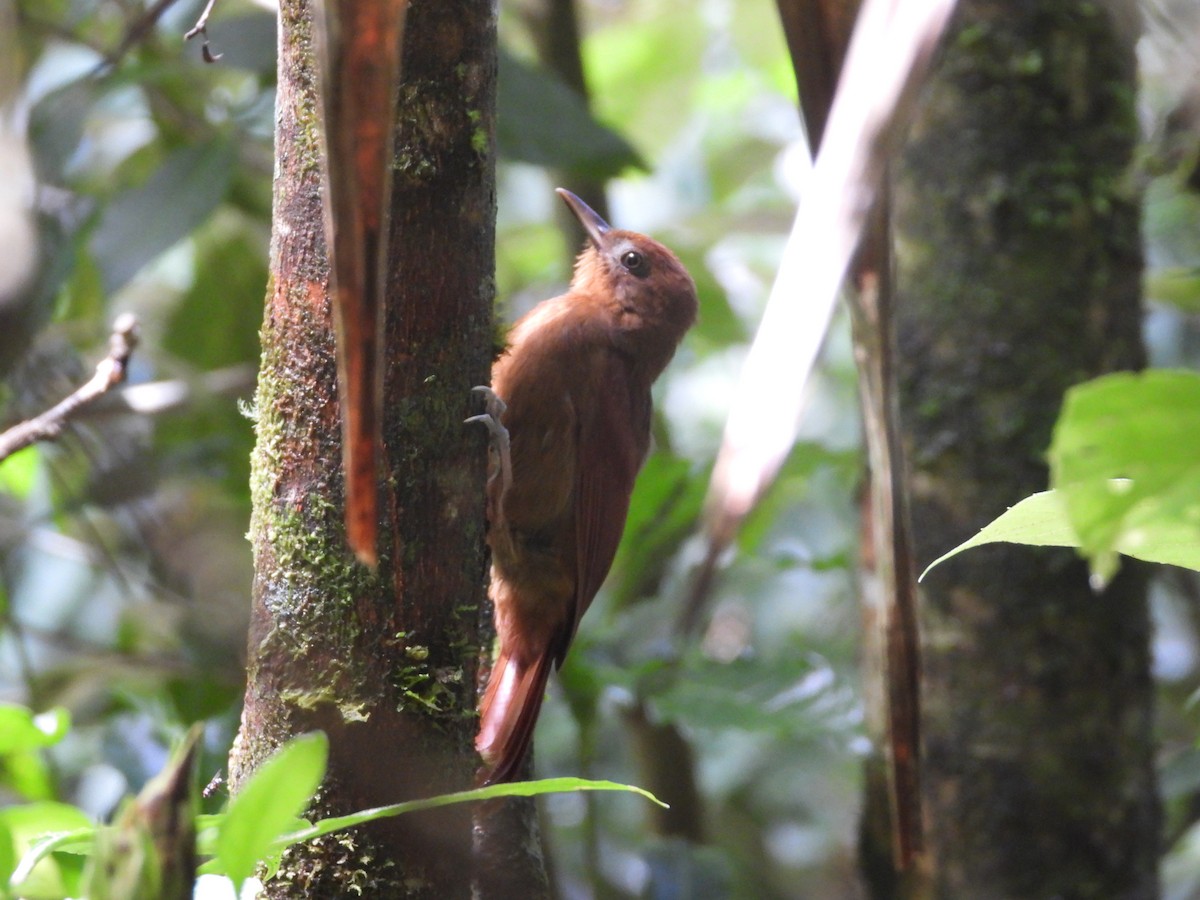 Ruddy Woodcreeper - ML609972395