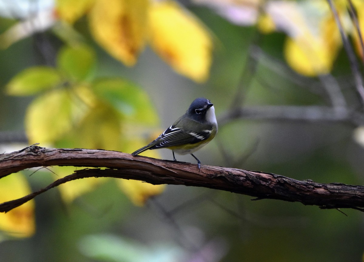 Blue-headed Vireo - ML609972564