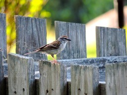 Chipping Sparrow - ML609972592