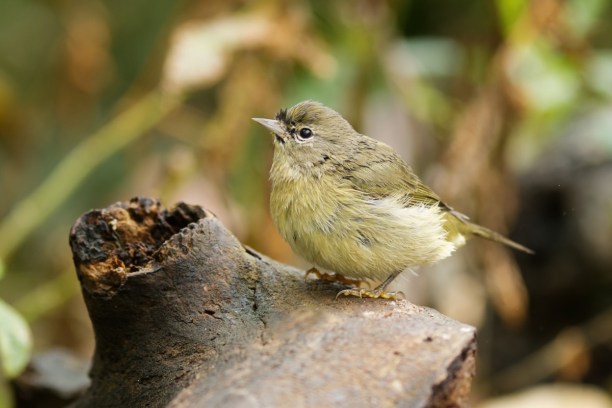 Orange-crowned Warbler - Linda Petersen