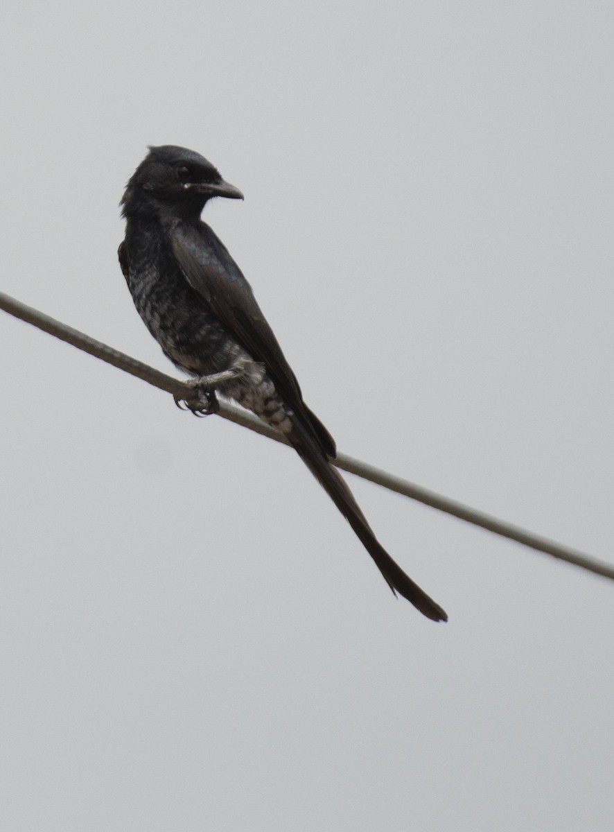 Black Drongo - ML609972708