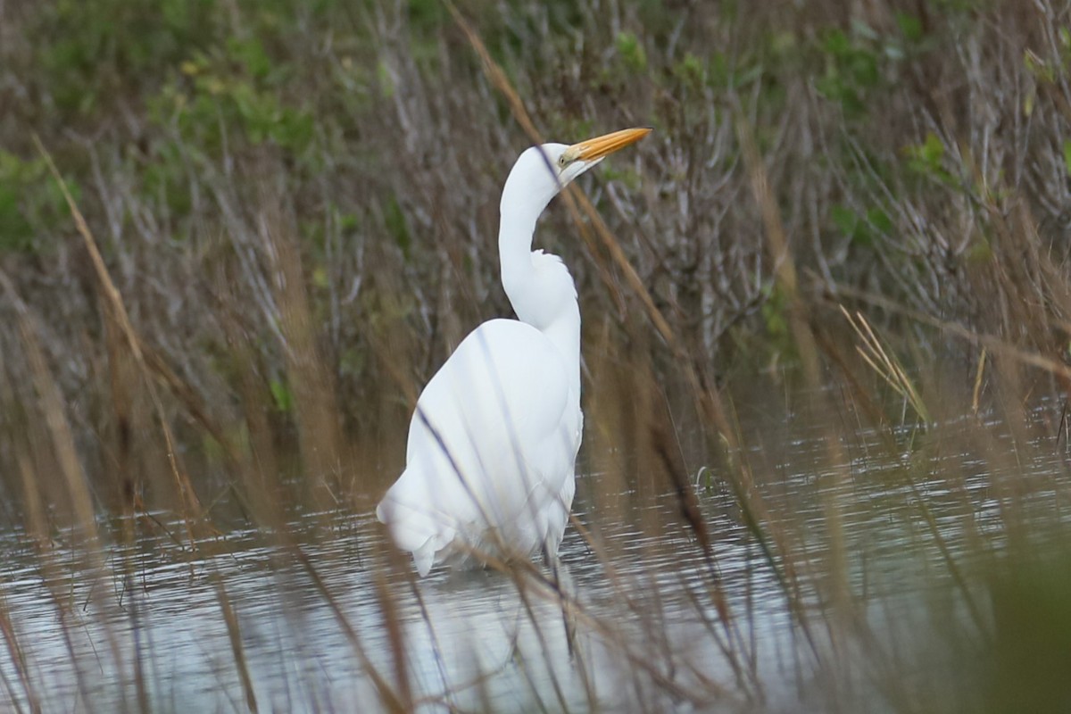 Great Egret - michael vedder