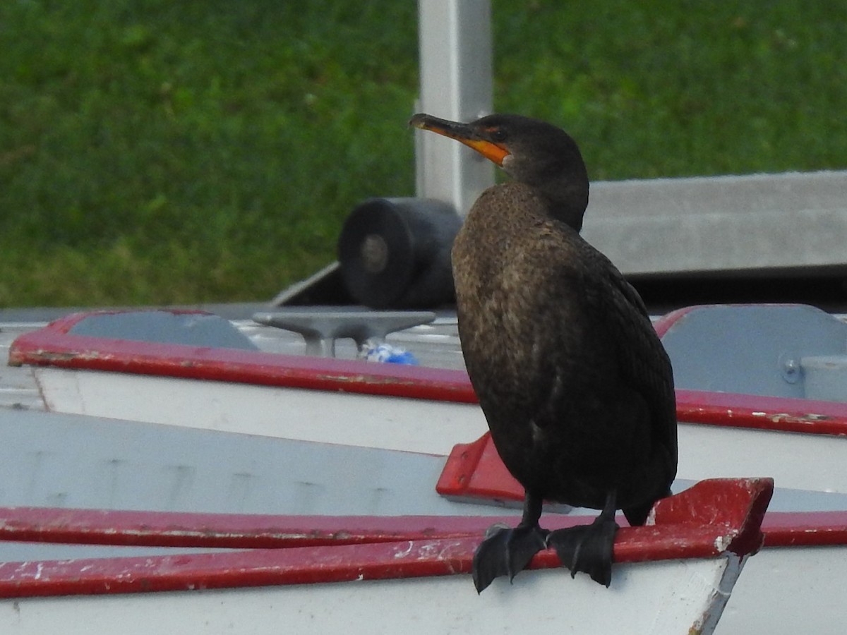 Double-crested Cormorant - ML609972800