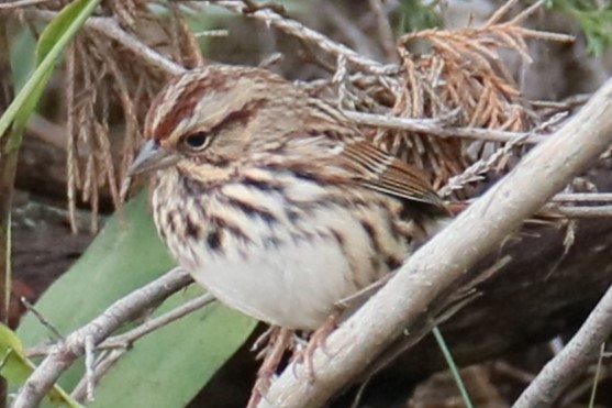 Song Sparrow - ML609972825