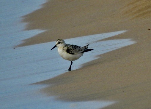 Sanderling - ML609972838