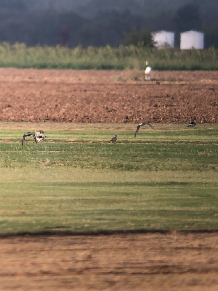 Black-bellied Plover - ML609972844