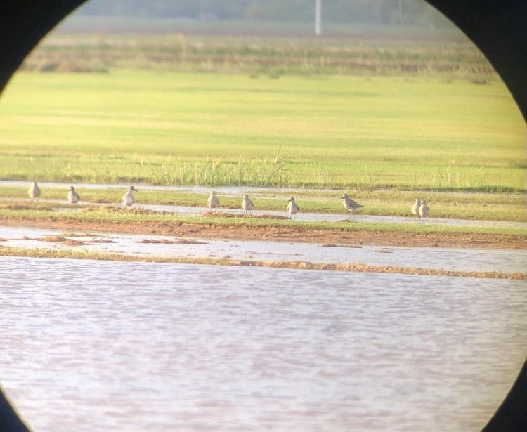 Black-bellied Plover - ML609972845