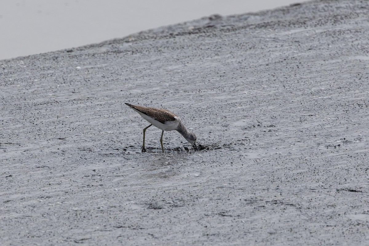 Common Greenshank - ML609972851