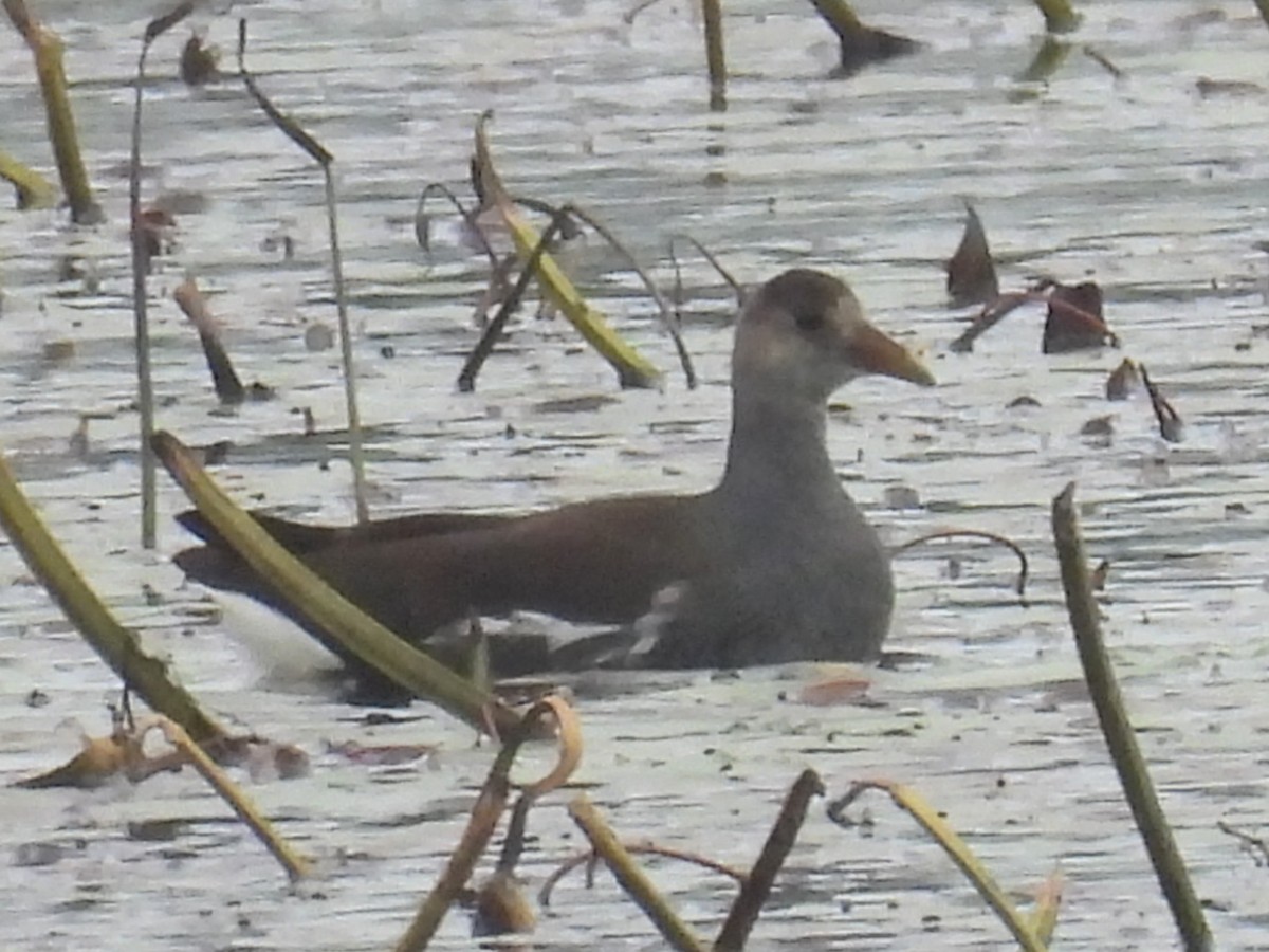 Common Gallinule - ML609972888