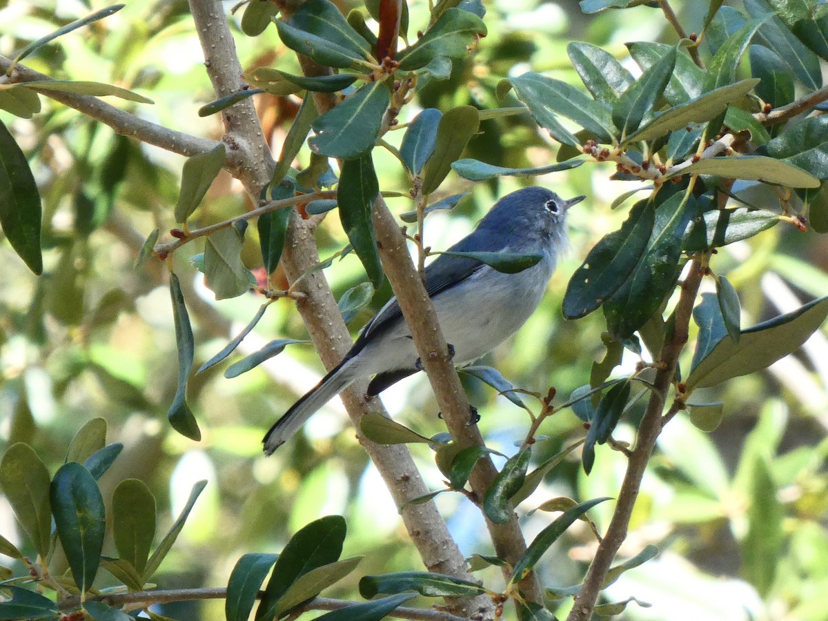 Blue-gray Gnatcatcher (caerulea) - ML609972903