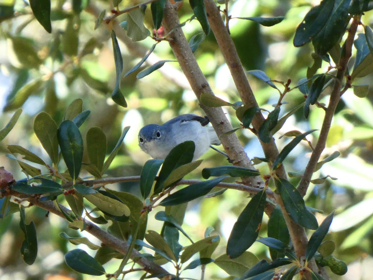 Blue-gray Gnatcatcher (caerulea) - ML609972904