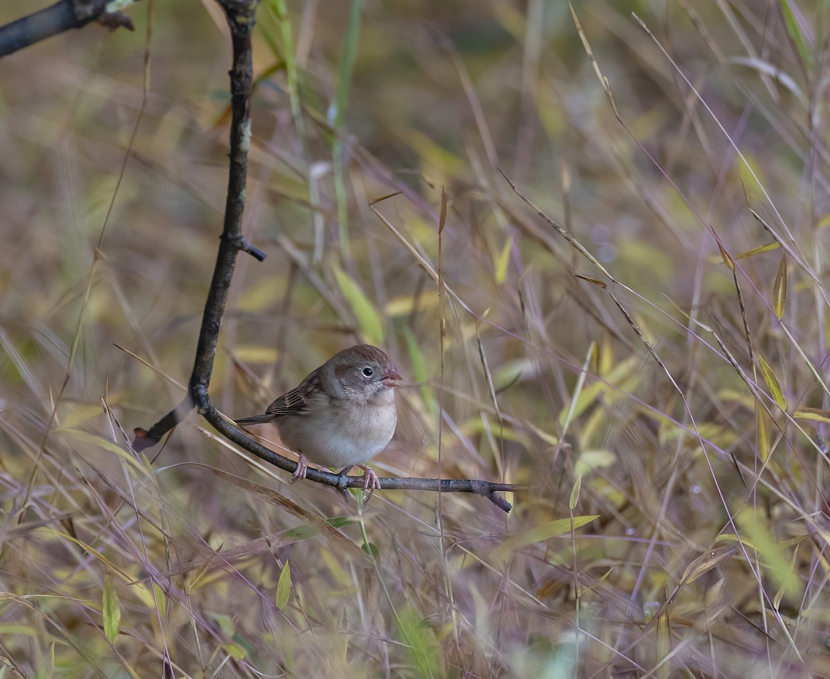 Field Sparrow - ML609972941
