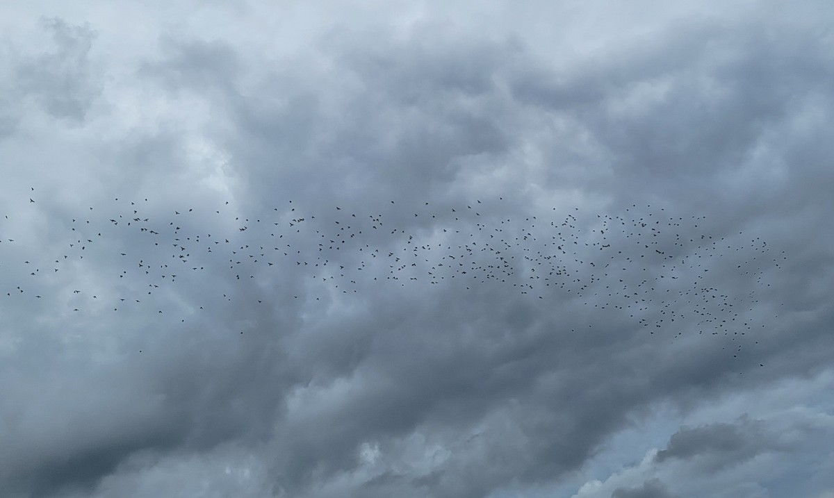 Common Grackle - ML609972951