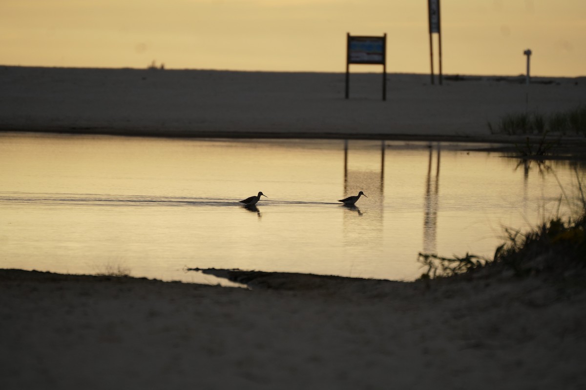 Greater Yellowlegs - ML609973187