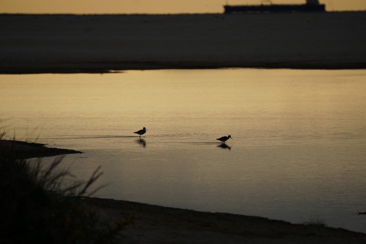 Greater Yellowlegs - ML609973192