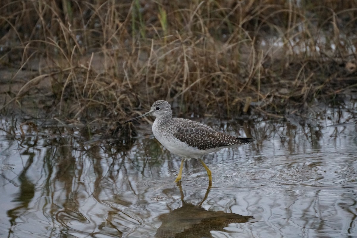 Greater Yellowlegs - ML609973195