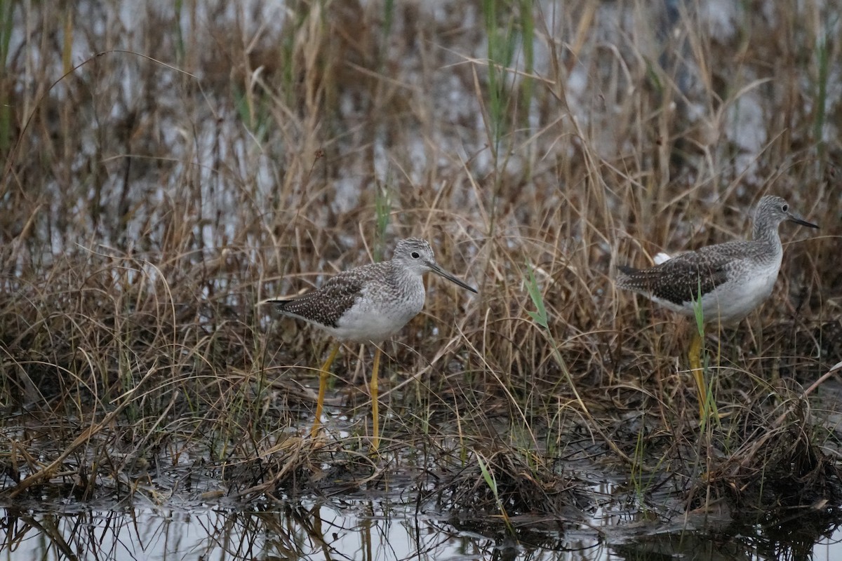 Greater Yellowlegs - ML609973196