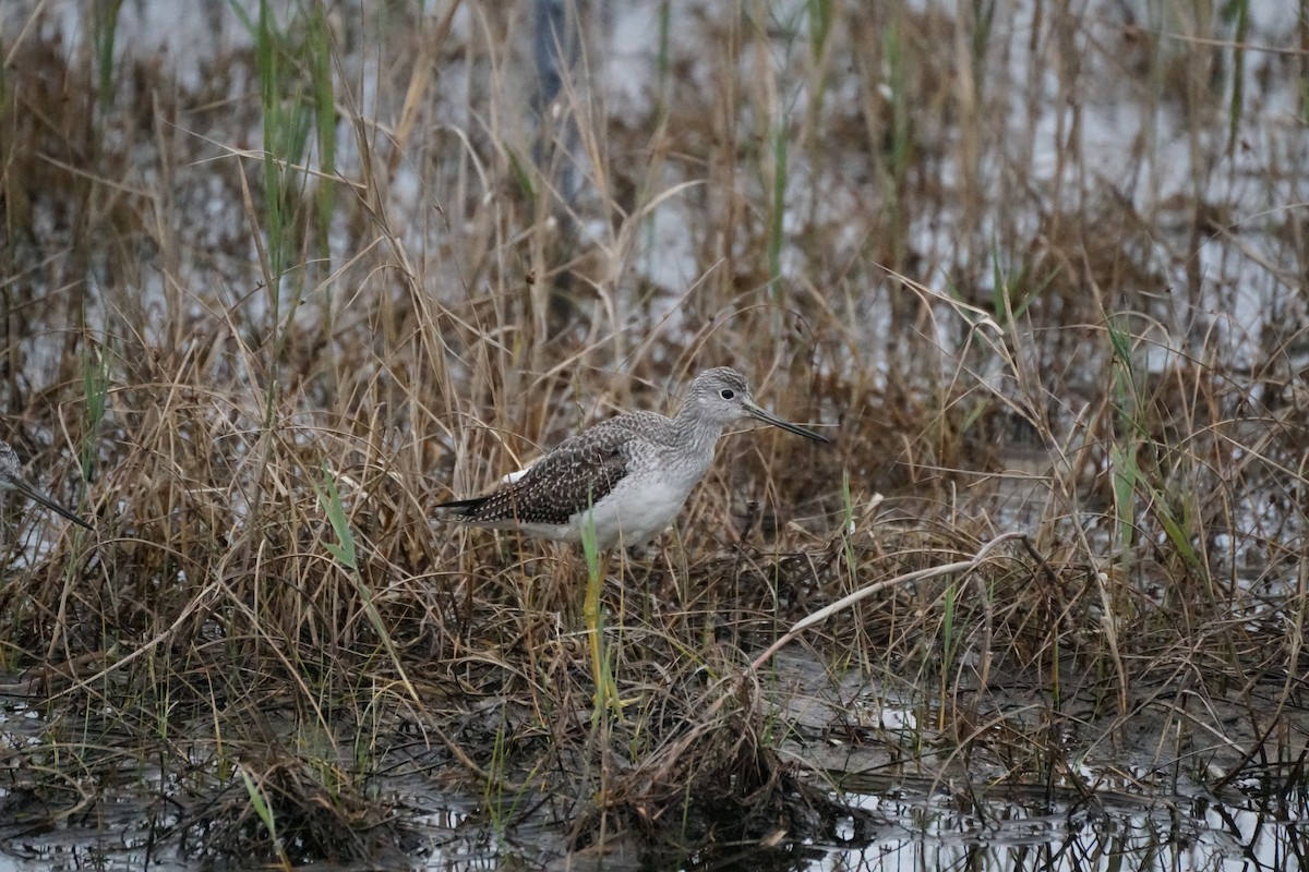 Greater Yellowlegs - ML609973197