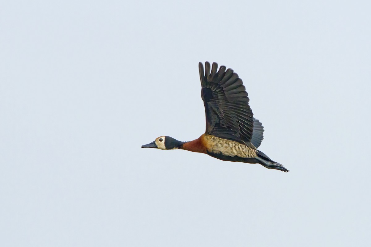 White-faced Whistling-Duck - ML609973198