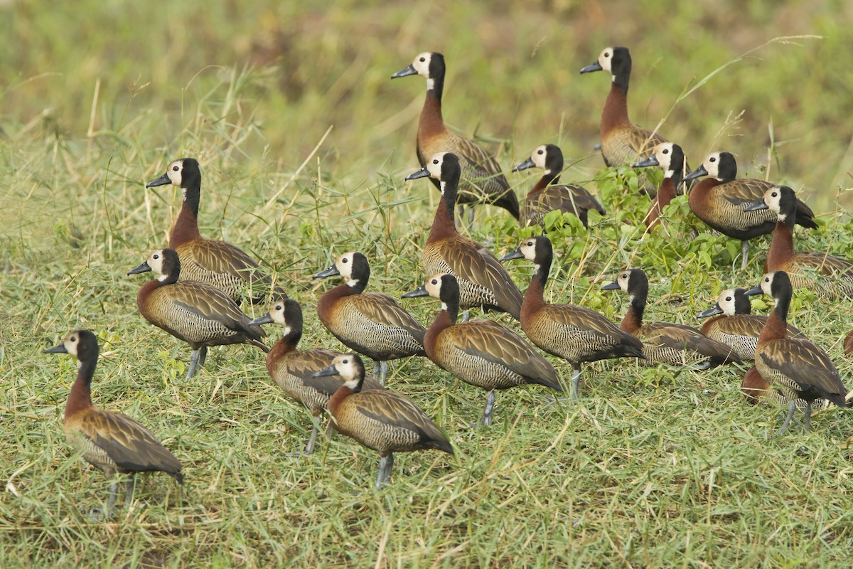 White-faced Whistling-Duck - ML609973202