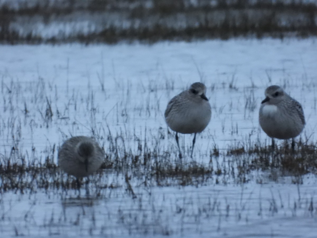 Black-bellied Plover - ML609973222