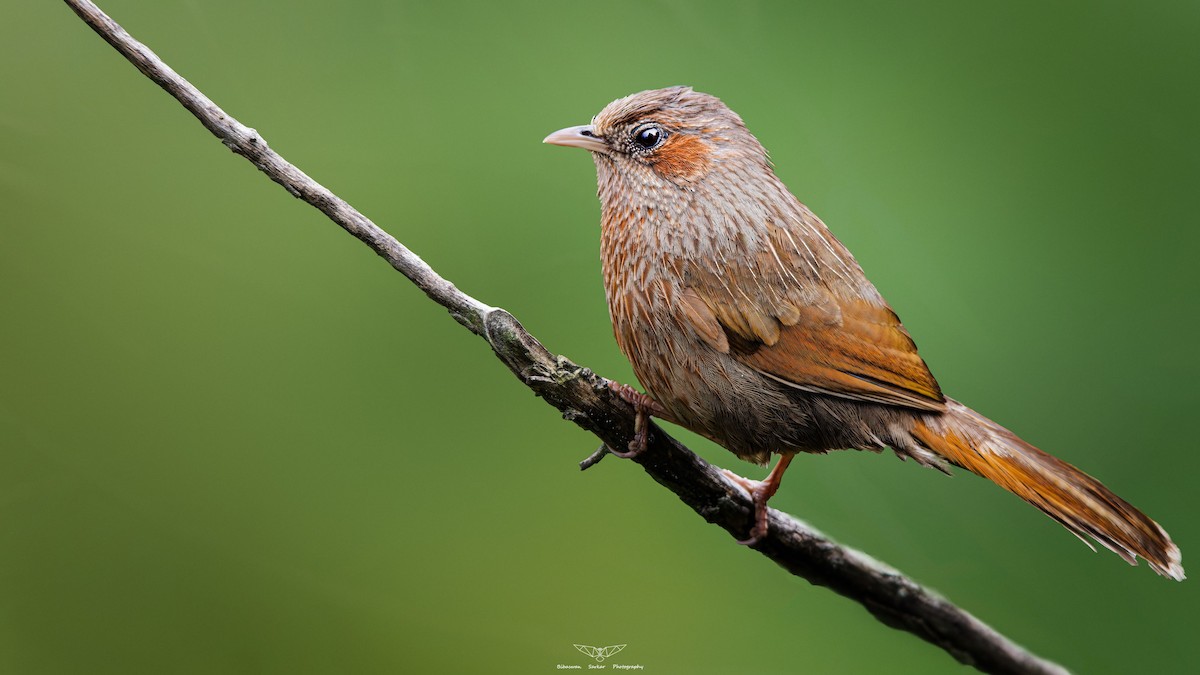 Streaked Laughingthrush - ML609973304