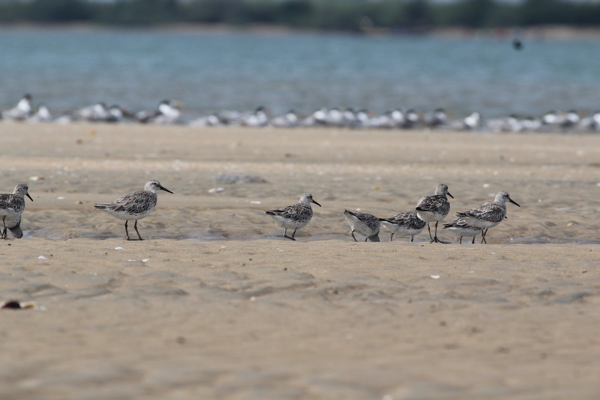 Great Knot - Kumaresan Chandrabose