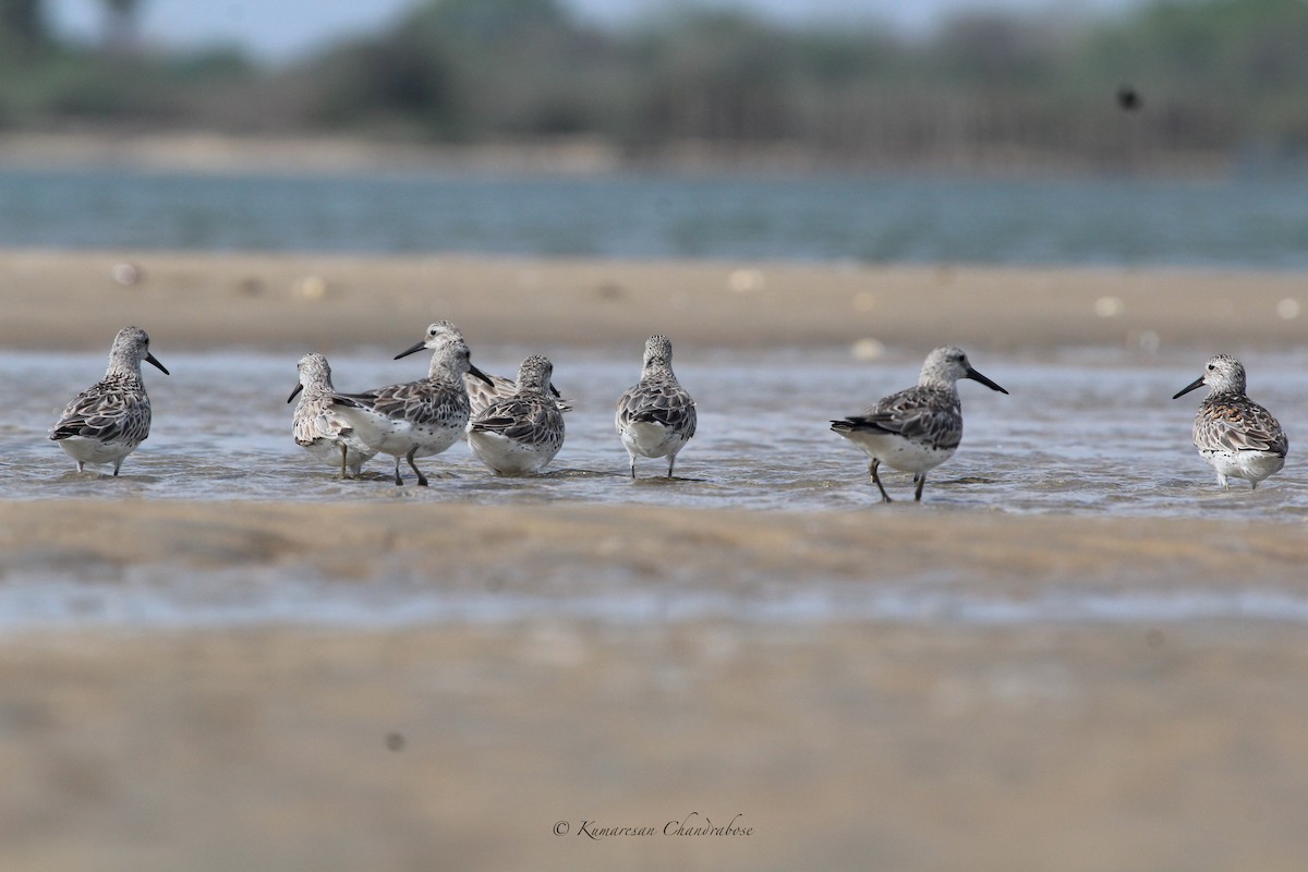 Great Knot - Kumaresan Chandrabose