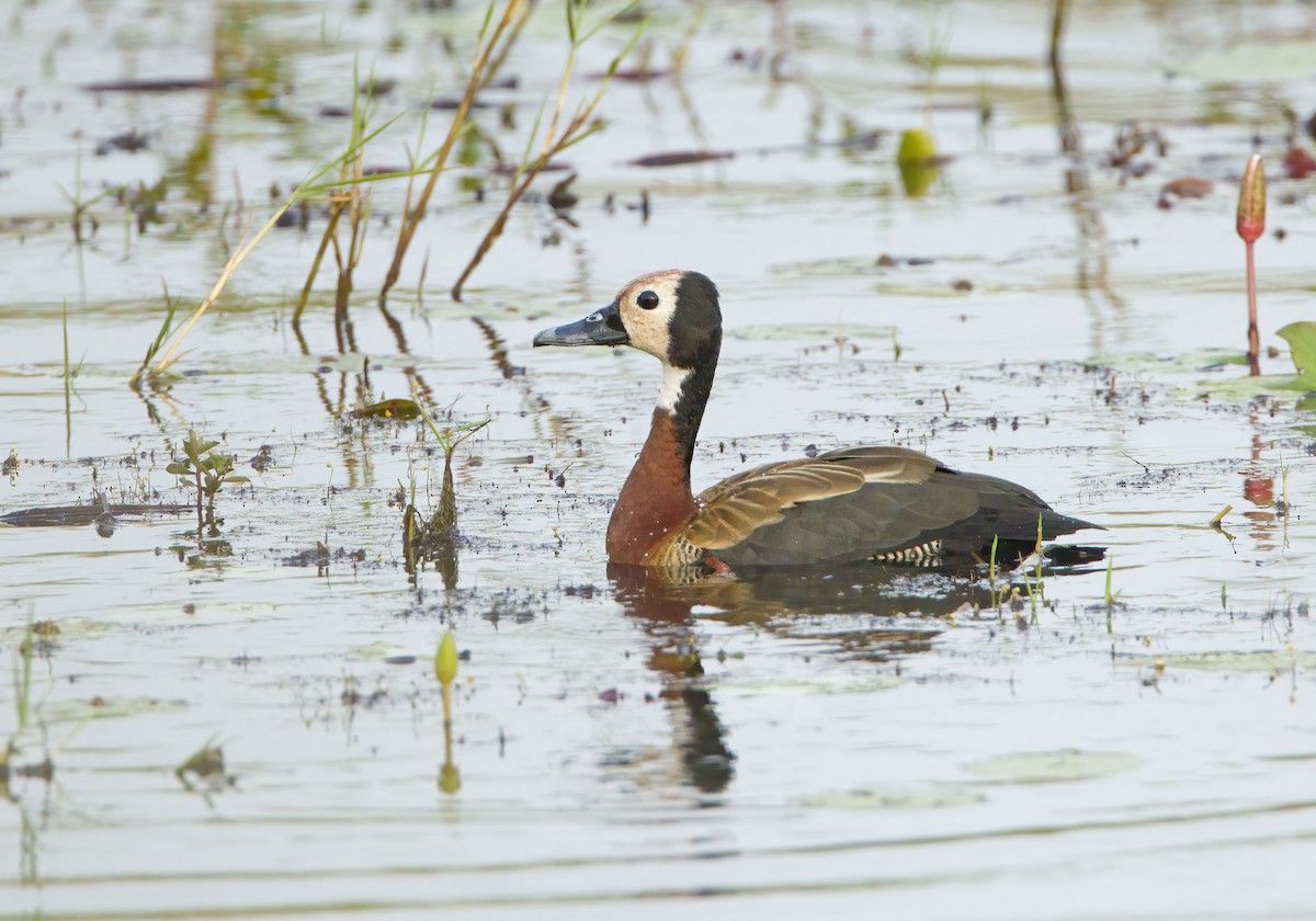 White-faced Whistling-Duck - ML609973351