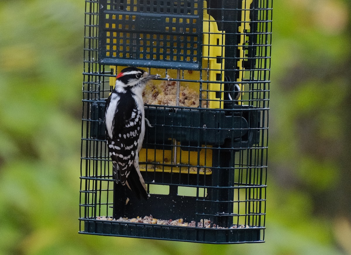 Hairy Woodpecker - ML609973385