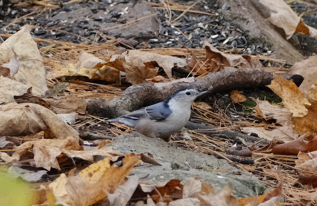 White-breasted Nuthatch - ML609973410