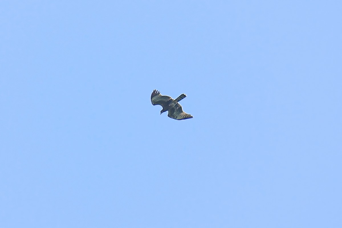 Oriental Honey-buzzard - ML609973423