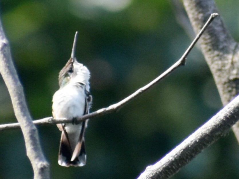 Ruby-throated Hummingbird - ML609973536