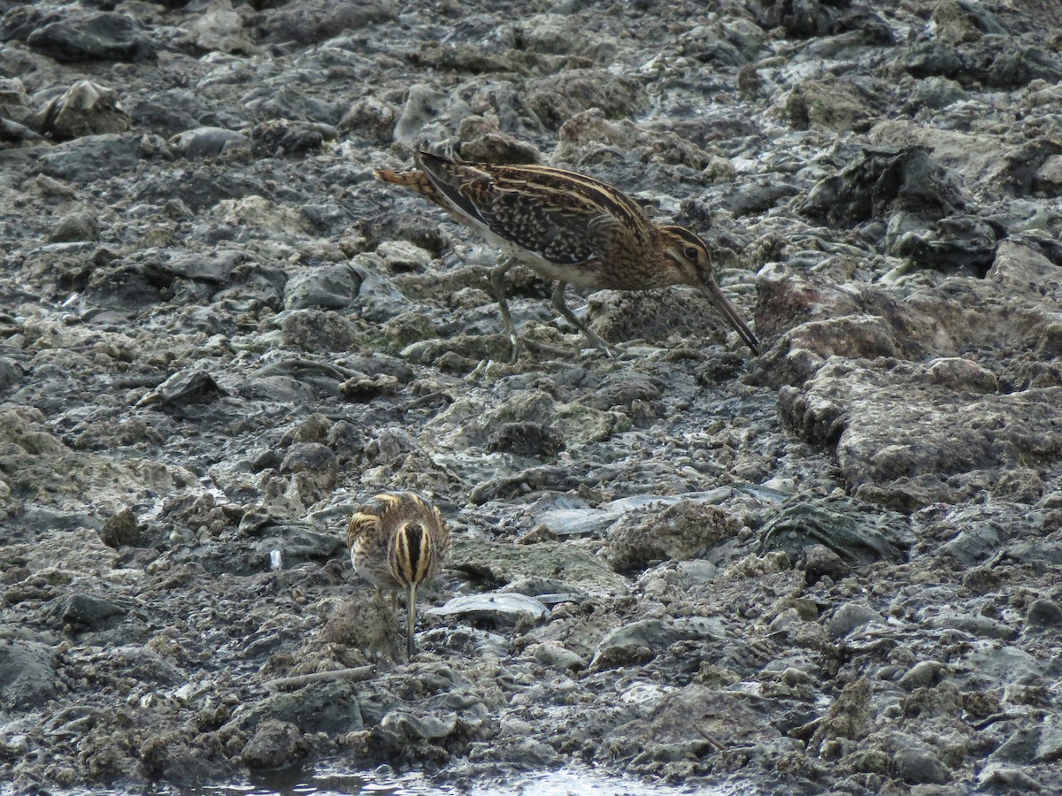 Jack Snipe - ML609973568