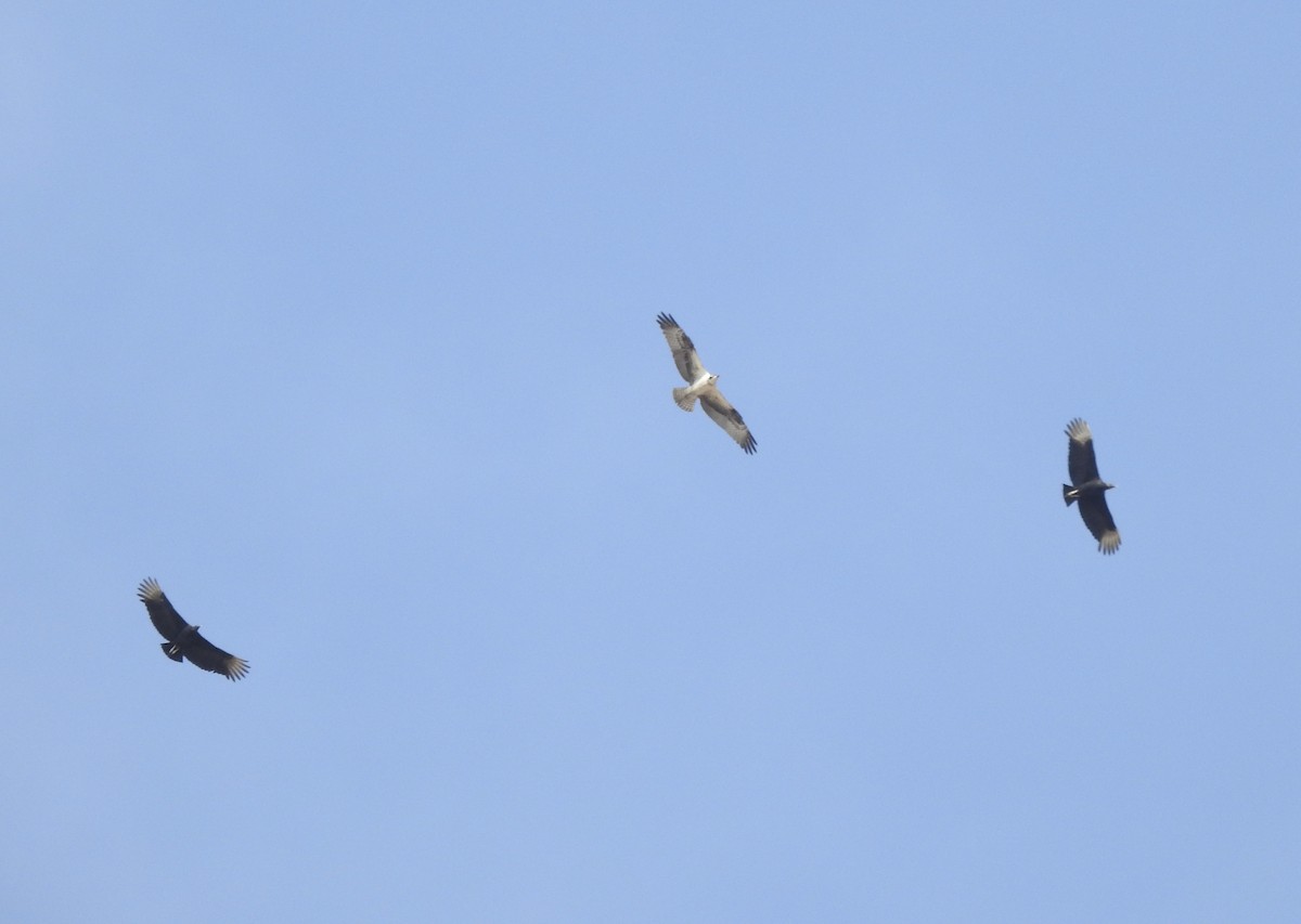 Águila Pescadora - ML609973636