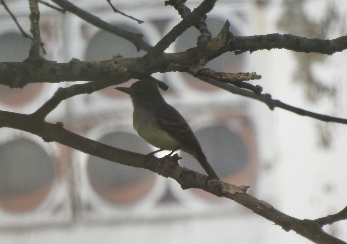 Brown-crested Flycatcher - ML609973665