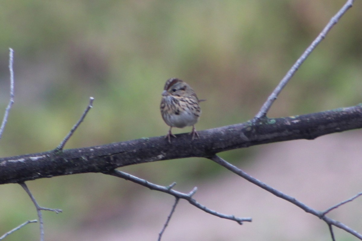 Lincoln's Sparrow - ML609973690