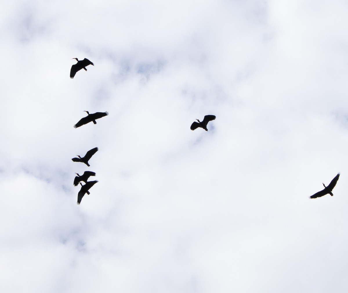 Bare-faced Ibis - ML609973695