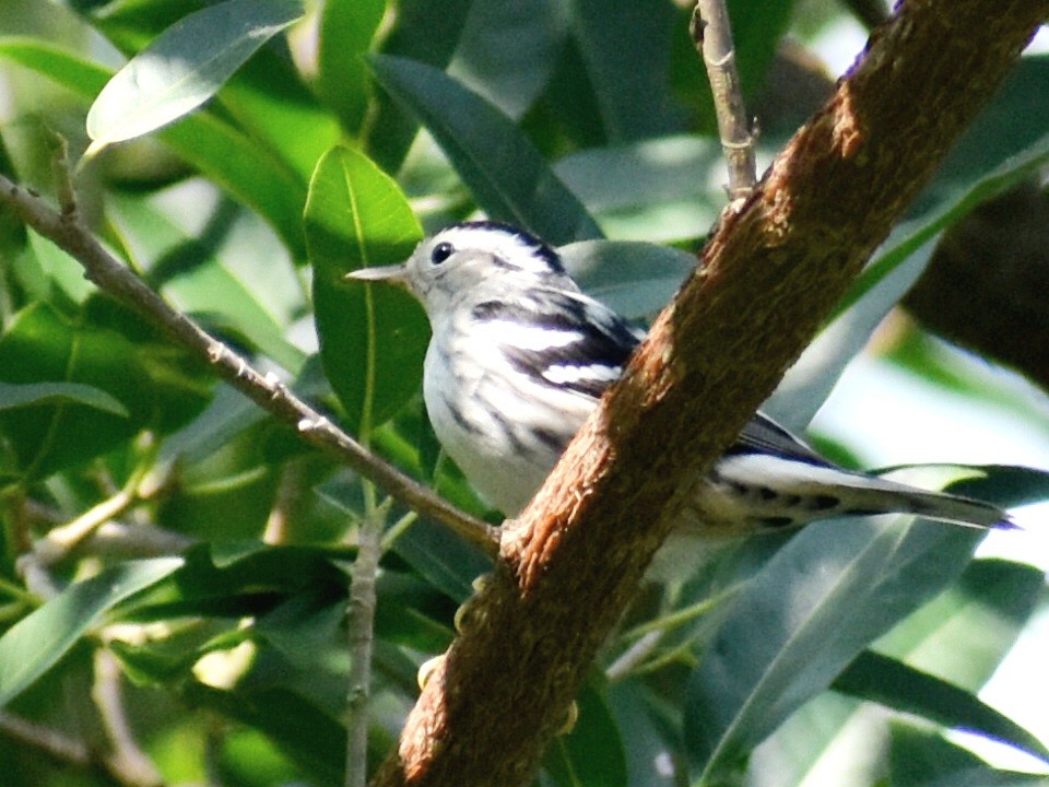 Black-and-white Warbler - ML609973697