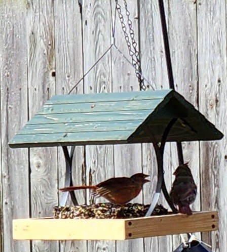 Northern Cardinal - ML609973716