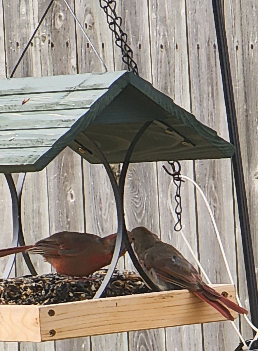 Northern Cardinal - ML609973723